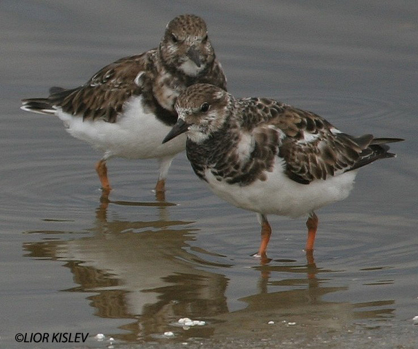 ארנריה  אדמונית Ruddy Turnstone Arenaria interpres                                נחשולים ,אוקטובר 2005